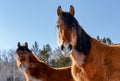 Two red horses gazing in the camera on a cold winter day with steam coming from their nose