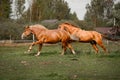 Two red horses running across the field Royalty Free Stock Photo