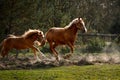 two red horses running at a gallop across a plowed field Royalty Free Stock Photo