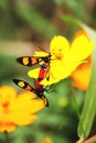 Two red insects are breeding on flowers. Royalty Free Stock Photo