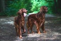 Two Red Irish Setters dogs in the forest Royalty Free Stock Photo
