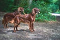 Two Red Irish Setters dogs in the forest