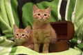 Two red kitten and box Royalty Free Stock Photo