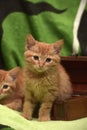 Two red kitten and box Royalty Free Stock Photo