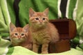 Two red kitten and box Royalty Free Stock Photo