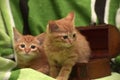 Two red kitten and box Royalty Free Stock Photo