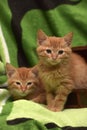 Two red kitten and box Royalty Free Stock Photo