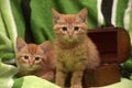 Two red kitten and box Royalty Free Stock Photo