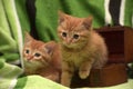 Two red kitten and box Royalty Free Stock Photo