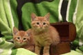 Two red kitten and box Royalty Free Stock Photo