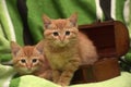 Two red kitten and box Royalty Free Stock Photo