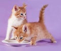 Two red kitten drinking milk from saucer on purple