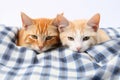 Two red kittens lying on a blue plaid. Isolated on white background, Two cats lying on plaid isolated on white background, close