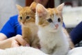 Two red kittens at the vet. Cute little kittens sit on a table in a veterinary clinic and look around. The kittens Royalty Free Stock Photo