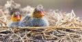 Two Red-knobbed coot chicks sit on nest of dry twigs
