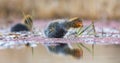 Two Red-knobbed coot chicks swim on quiet water pond