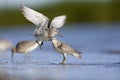 Two red knots fighting with eachother on the beach of Usedom. Royalty Free Stock Photo