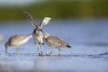 Two red knots fighting with eachother on the beach of Usedom. Royalty Free Stock Photo