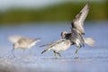 Two red knots fighting with eachother on the beach of Usedom.