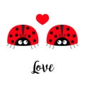 Two red lady bug ladybird icon set couple with hearts. Love greeting card. Happy Valentines Day. Cute cartoon kawaii funny baby Royalty Free Stock Photo