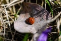 Two red ladybirds mating on a dry leaf Royalty Free Stock Photo