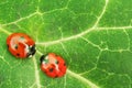 Two red ladybugs