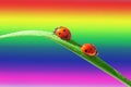 Two red ladybugs are sitting turned away on a green leaf of grass. Rainbow background.