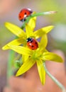 Two red ladybugs Royalty Free Stock Photo