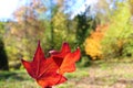 Two red leaves in autumn