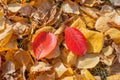 Two red leaves lie on the yellow autumn foliage