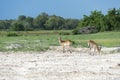 Two Red Lechwe's