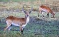 Red Lechwe in the wetlands of Okavango Delta in Botswana, Africa Royalty Free Stock Photo