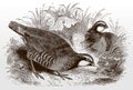 Two red-legged partridges, alectoris rufa sitting in a grassland