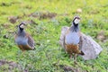 Pair of Red-legged Partridges in the field Royalty Free Stock Photo
