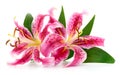 Two red lilies Royalty Free Stock Photo