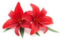 Two red lilies Royalty Free Stock Photo