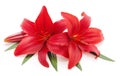 Two red lilies Royalty Free Stock Photo