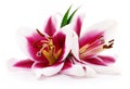 Two red lilies. Royalty Free Stock Photo