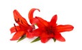 Two red lilies Royalty Free Stock Photo