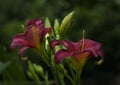 Closeup of Two Red Lilies on a Rainy Day Royalty Free Stock Photo