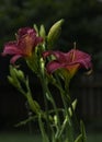 Closeup of Two Red Lilies on a Rainy Day Vertical Royalty Free Stock Photo