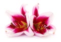 Two red lilies Royalty Free Stock Photo