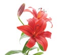 Two red lilies Royalty Free Stock Photo