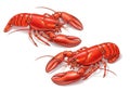 Two red lobsters on a white background, illustration isolated on white background Royalty Free Stock Photo