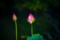 Two red lotus flower buds in closeup Royalty Free Stock Photo