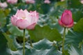 Two Red Lotus Flower standing side by side