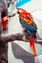 Macaw Royalty Free Stock Photo