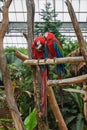 Two red macaw parrot sitting on a branch. Royalty Free Stock Photo
