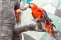 Two red macaw parrot Royalty Free Stock Photo