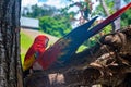 Two red macaw parrots perching on tree bark in Xcaret ecotourism park